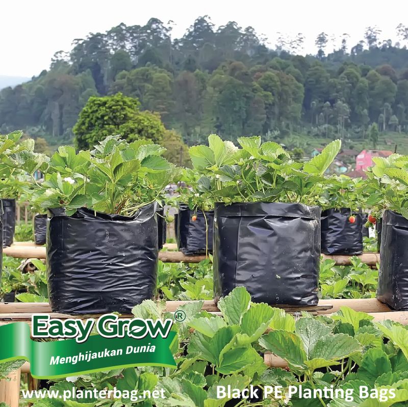 Polybag - Mountain Texture Collection - 8K Quality