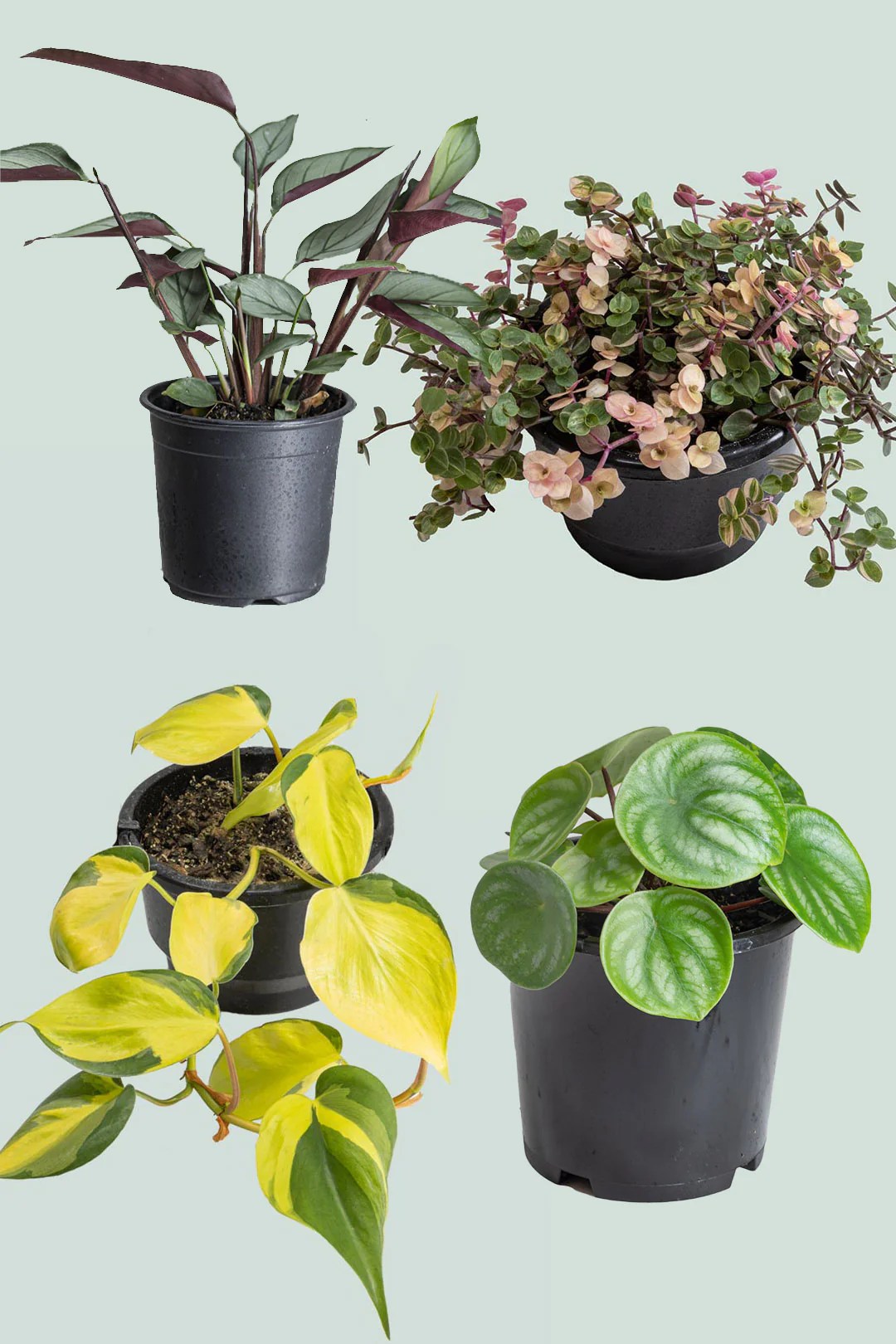 Houseplant Bundles Planthouse