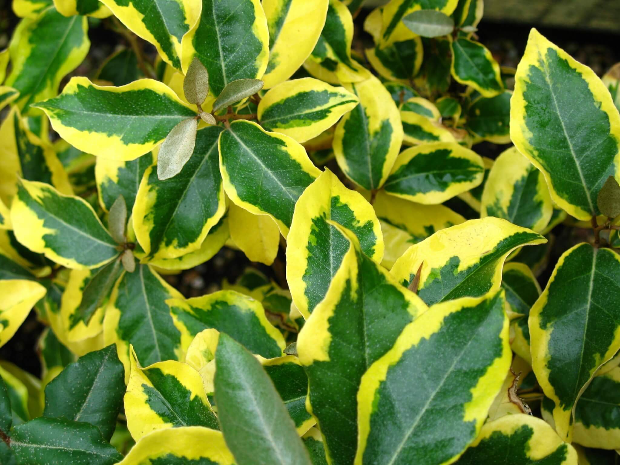 Elaeagnus x ebbingei �Gilt Edge� (Oleaster) Plantinfo