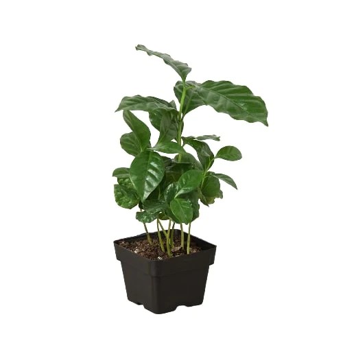 Coffee plant
