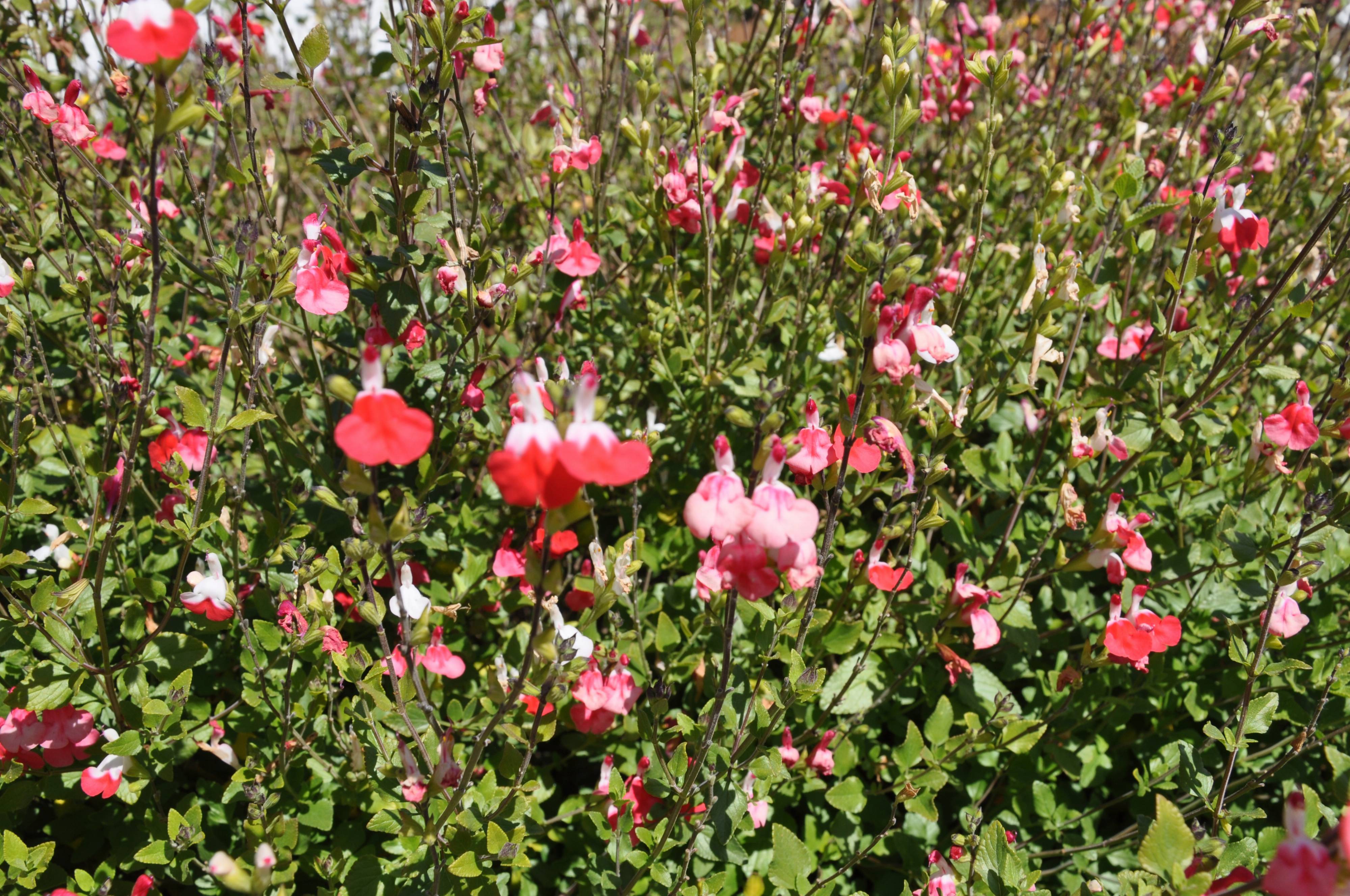 Color blindness, a trait most commonly caused by a mutation on the x chromosome, is shrouded in myths and misconceptions. Salvia 'Hot Lips'