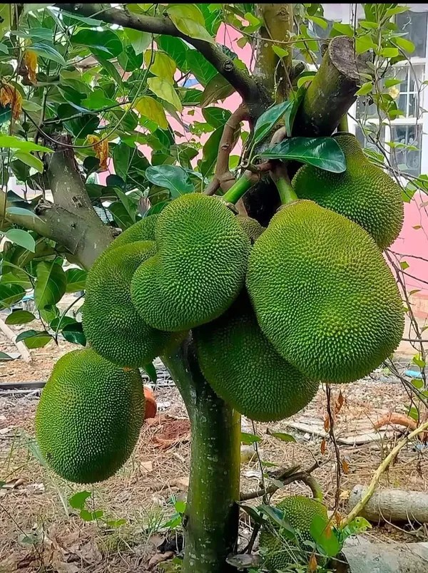 Vietnam-Super-Early-Jack-Fruit Plant - Image 2