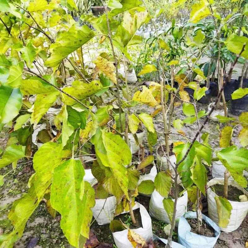 Long Mall Beriye Grafting Plant - Image 3