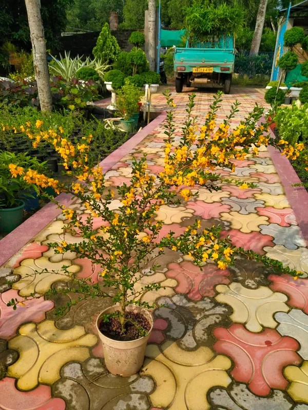 Yellow-Bluebell-Bonsai plant