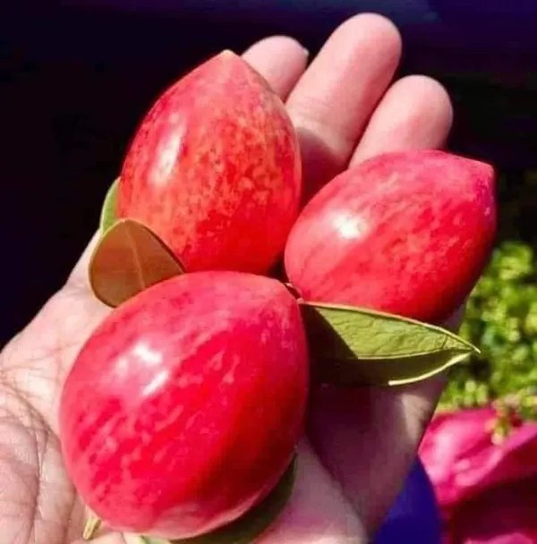 Sweet-Karonda-Plant---Grafted-and-Hybrid-Plants