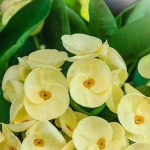 Alternative view of Euphorbia flowering plant(YELLOW)