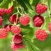 thornless Raspberry