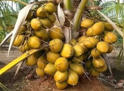 Vietnam Hybrid Coconut Plant