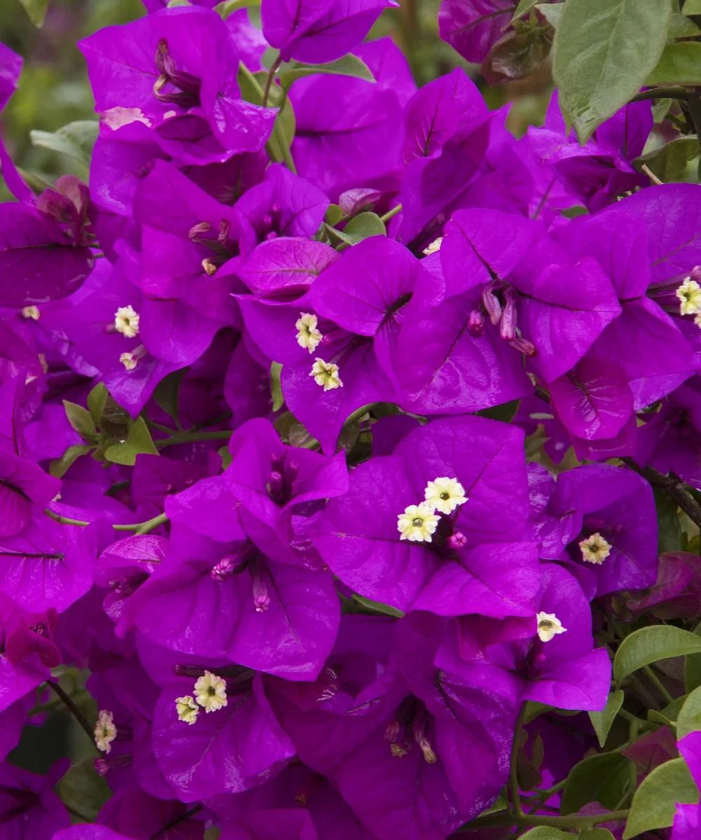 purple dark purple bougainvillea