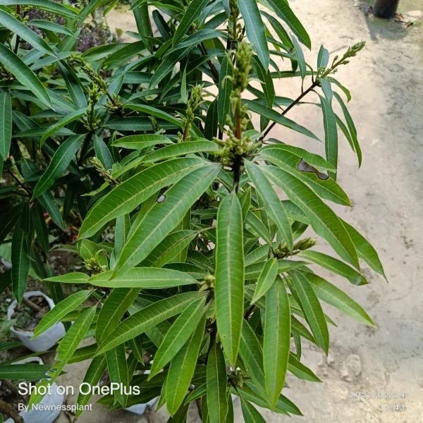 Mango Suvarnarekha(Grafted) ??? Fruit Plants - Image 4