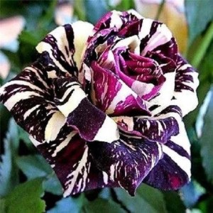 Abracadabra Rose- Grafting Plant