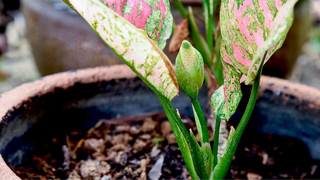 Just one look at the caladium plant will make you understand its. When Does Caladium Bloom Ooh Exciting