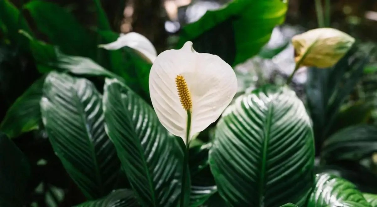 air-purifying indoor plants