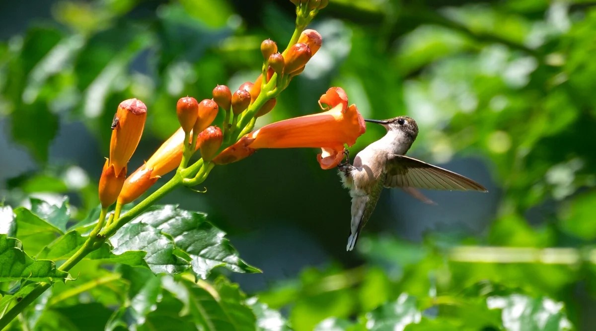 plants that attract hummingbirds
