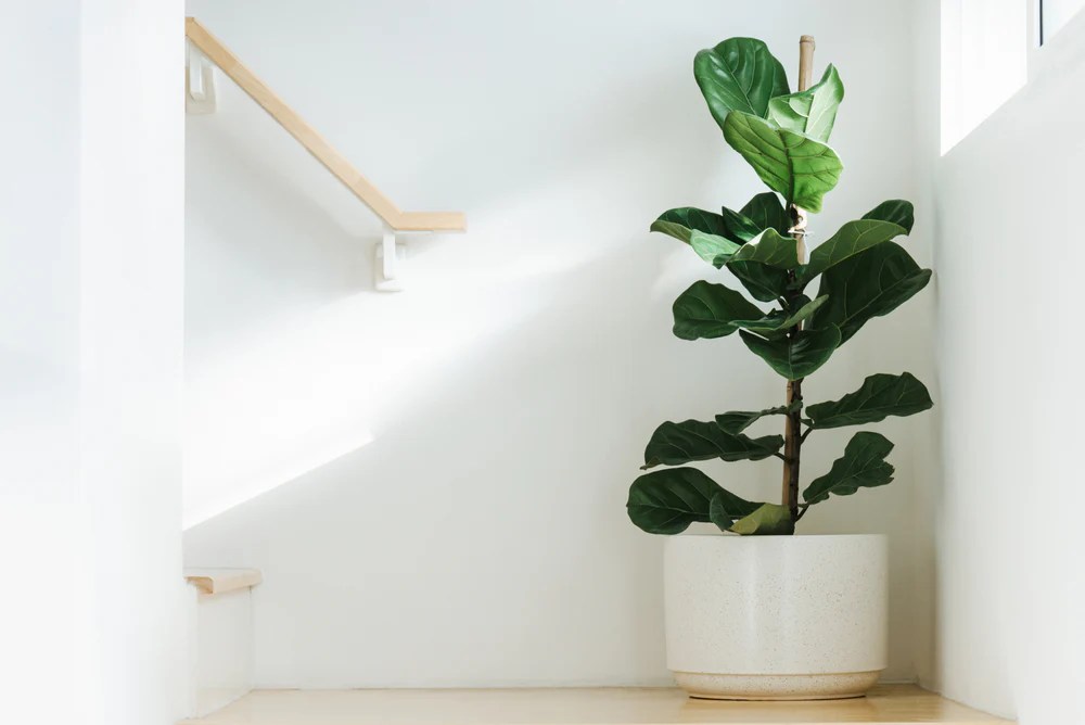tropical plants - Fiddle leaf