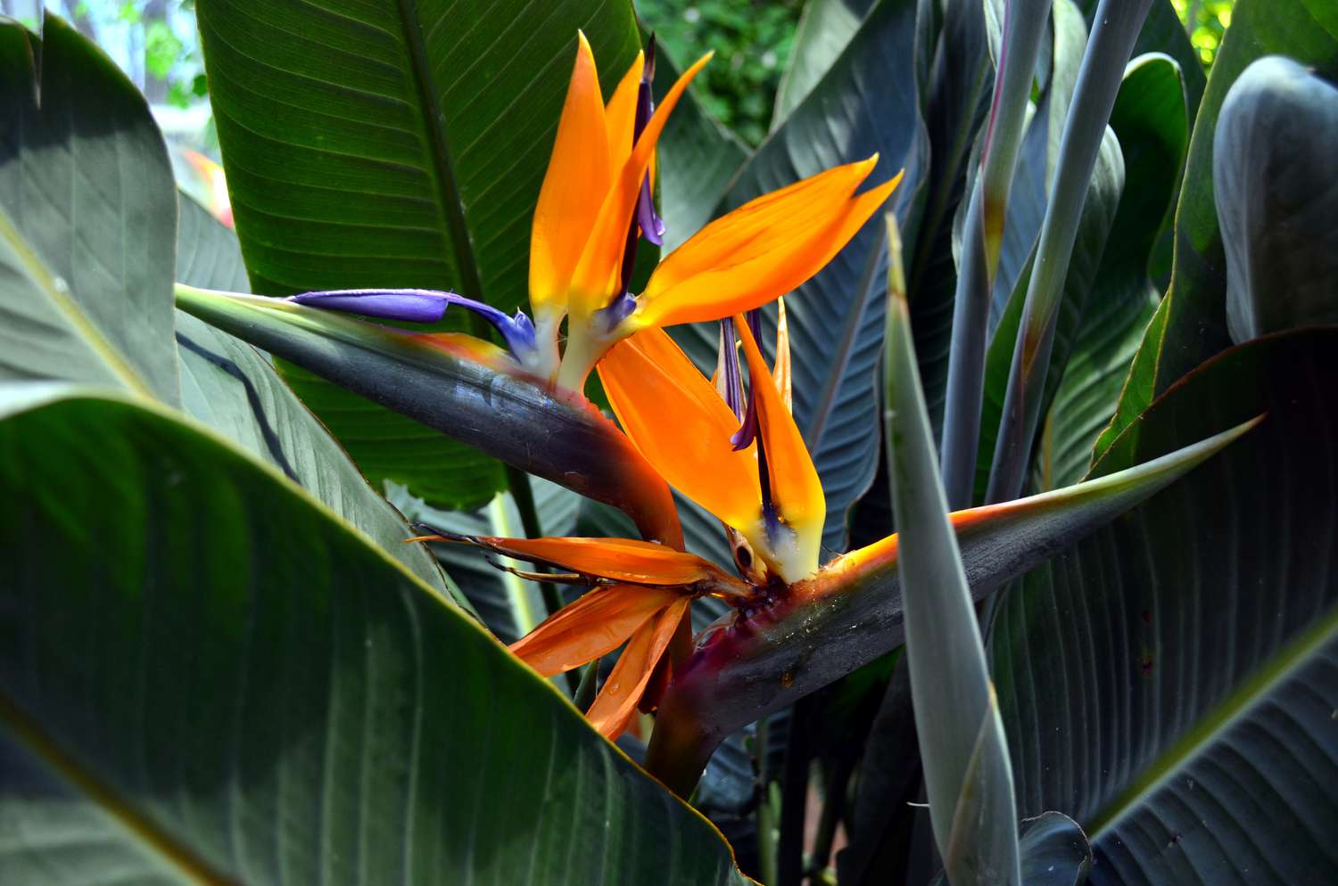 tropical plants - Birds of Paradise
