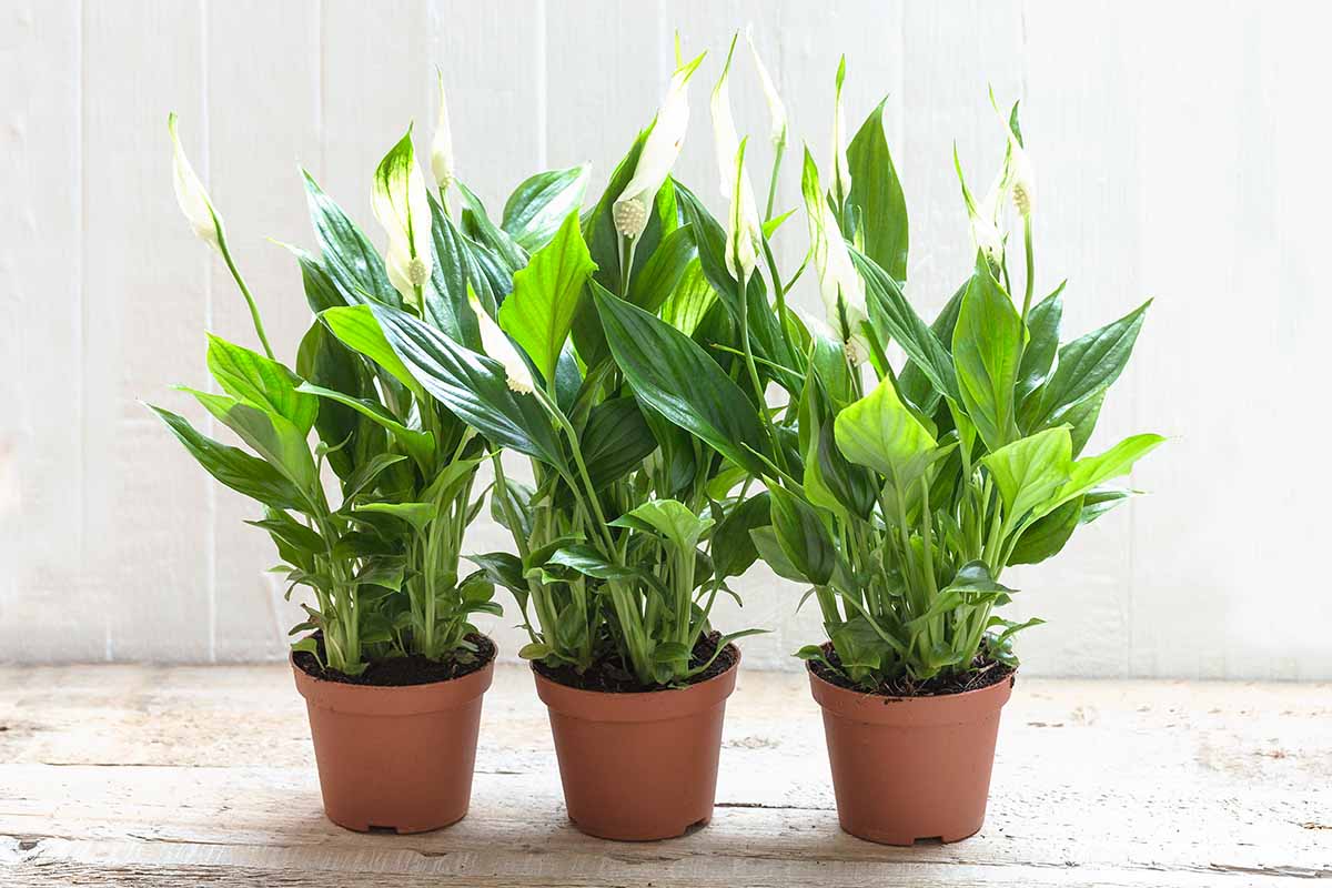 tropical indoor plants - Peace lily