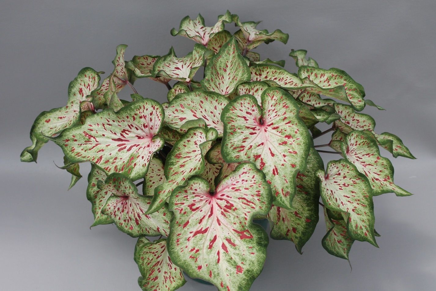 tropical plants - Caladiums