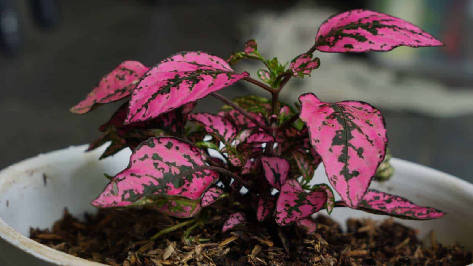 tropical plants - polka dot
