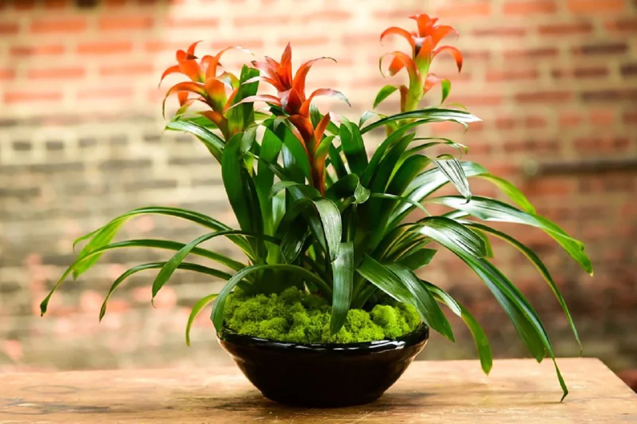 tropical plants - bromeliads