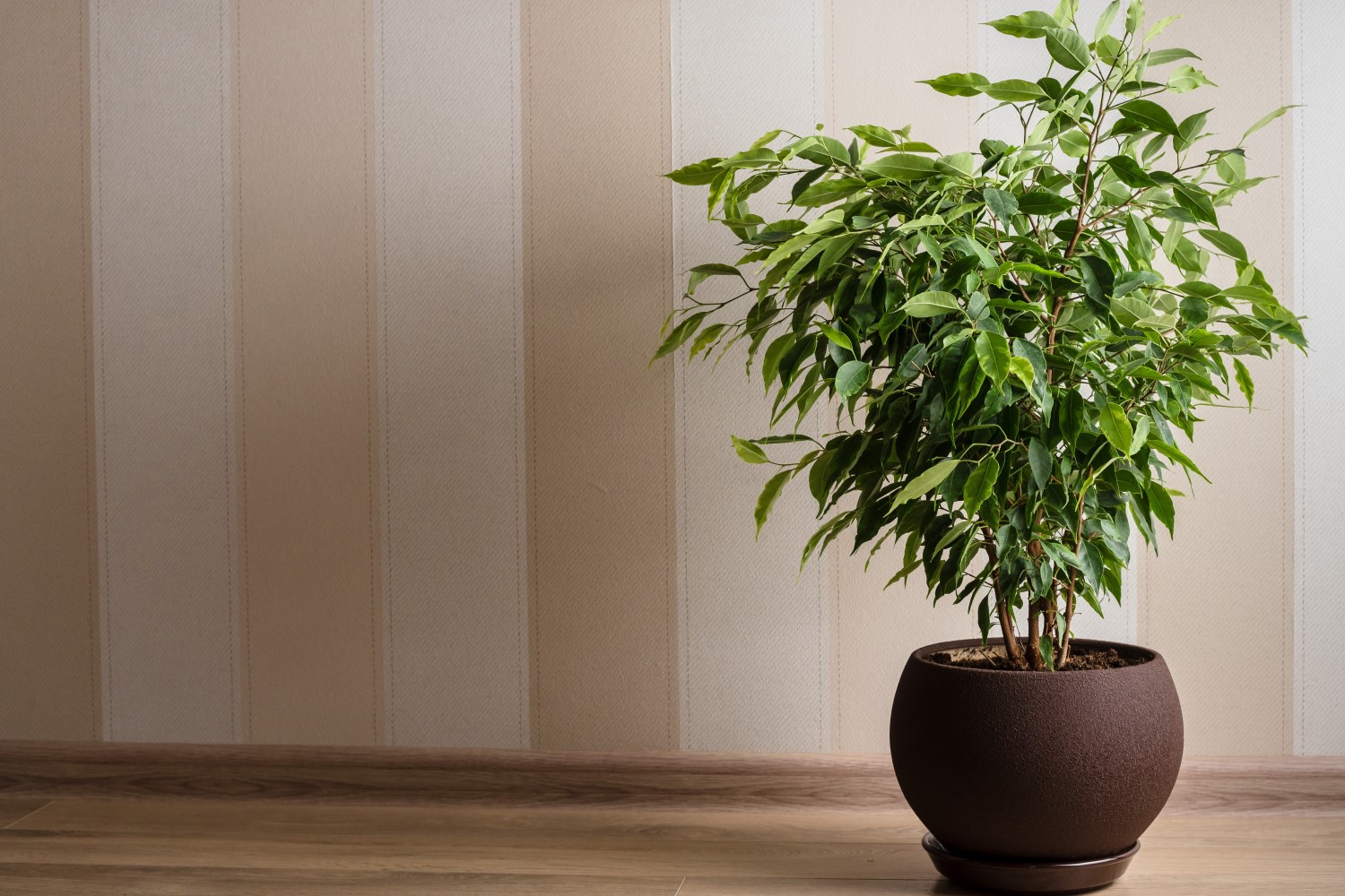 tropical plants - Ficus