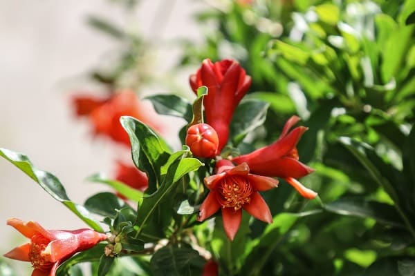 pomegranate flowers