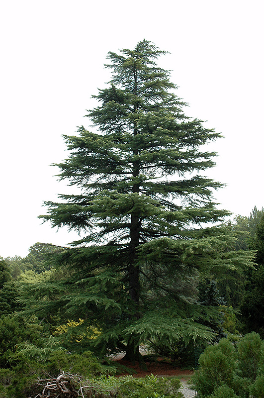 We'll get into the distinctions between the different species below. Blue Ice Deodar Cedar (Cedrus deodara 'Blue Ice') in