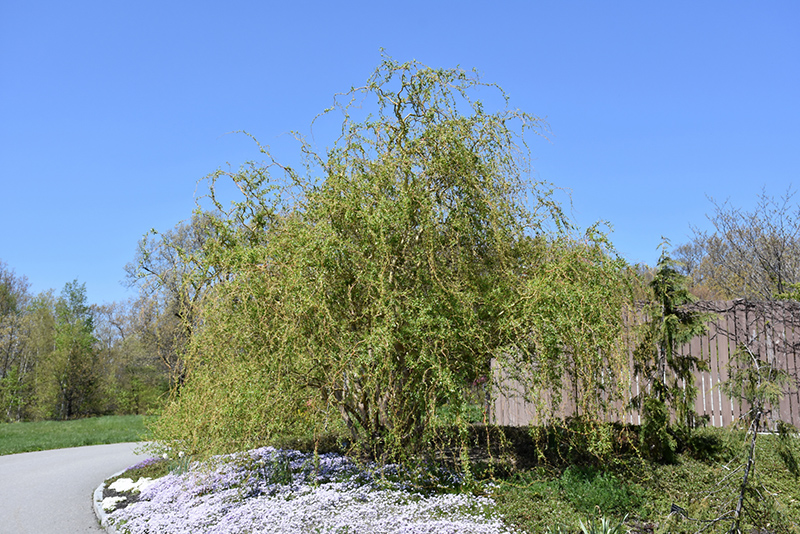 In these page, we also have . Scarlet Curls Willow (Salix 'Scarlet Curls') in Issaquah