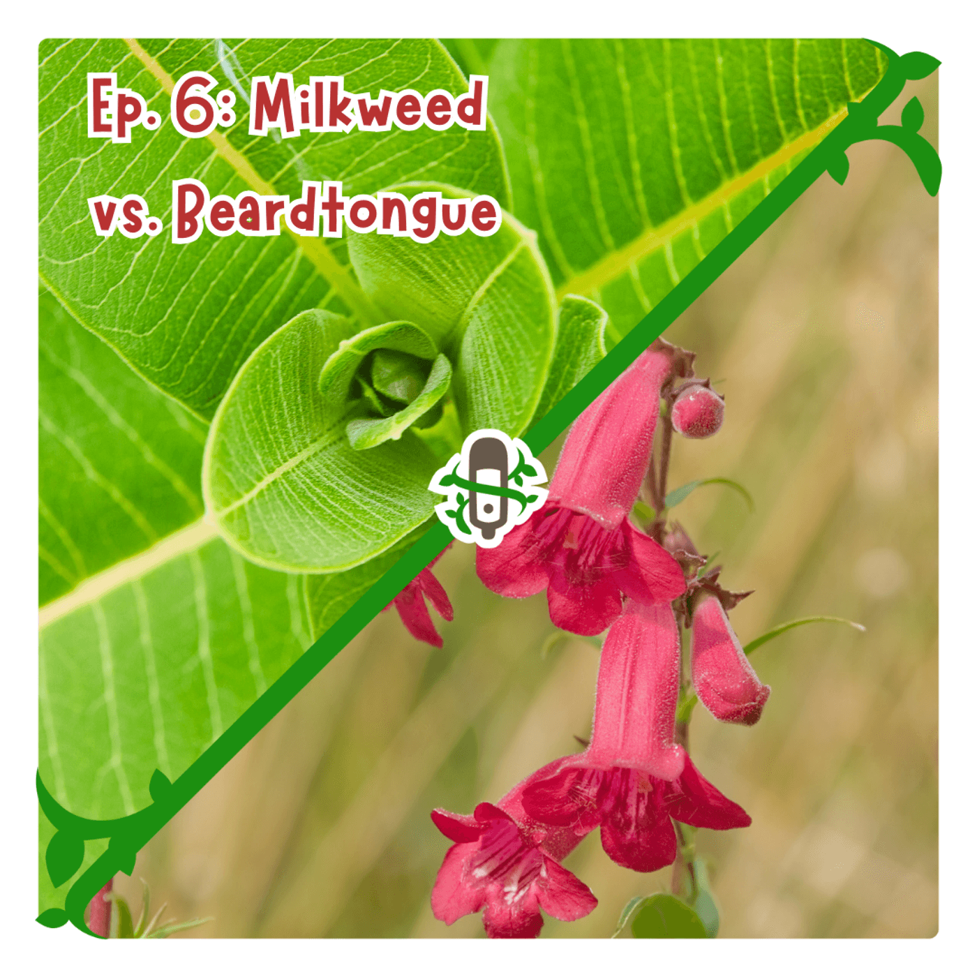 Ep.6 Milkweed VS Beardtongue