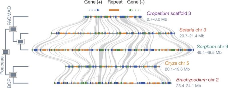 Practice Genome Visualization And Comparative Genomics Plants Python - Download Amazing Space Background | Desktop