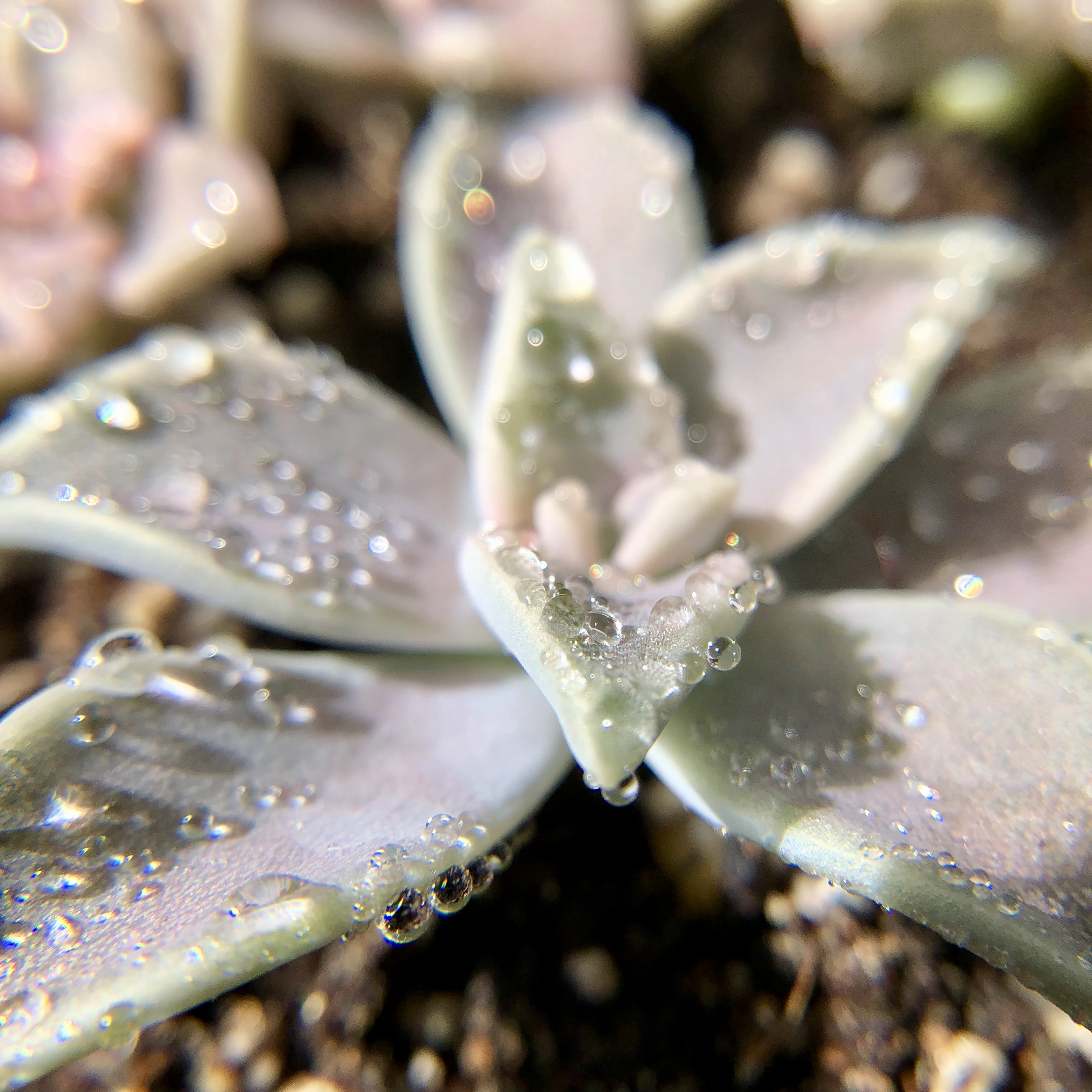 Dewy ghost plant that I am rehabilitating for my boss.