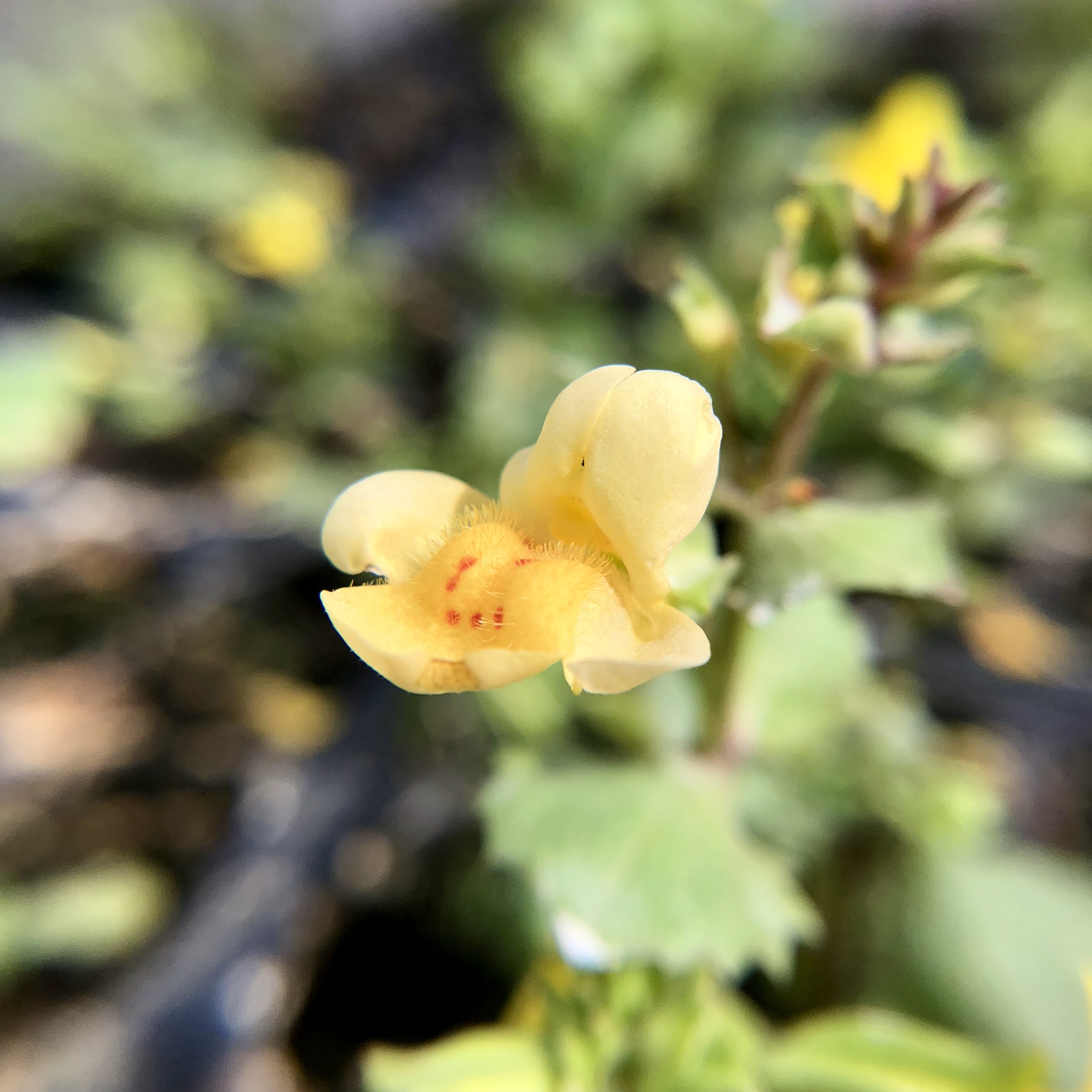 We have some Mimulus as bench-neighbors in the greenhouse.