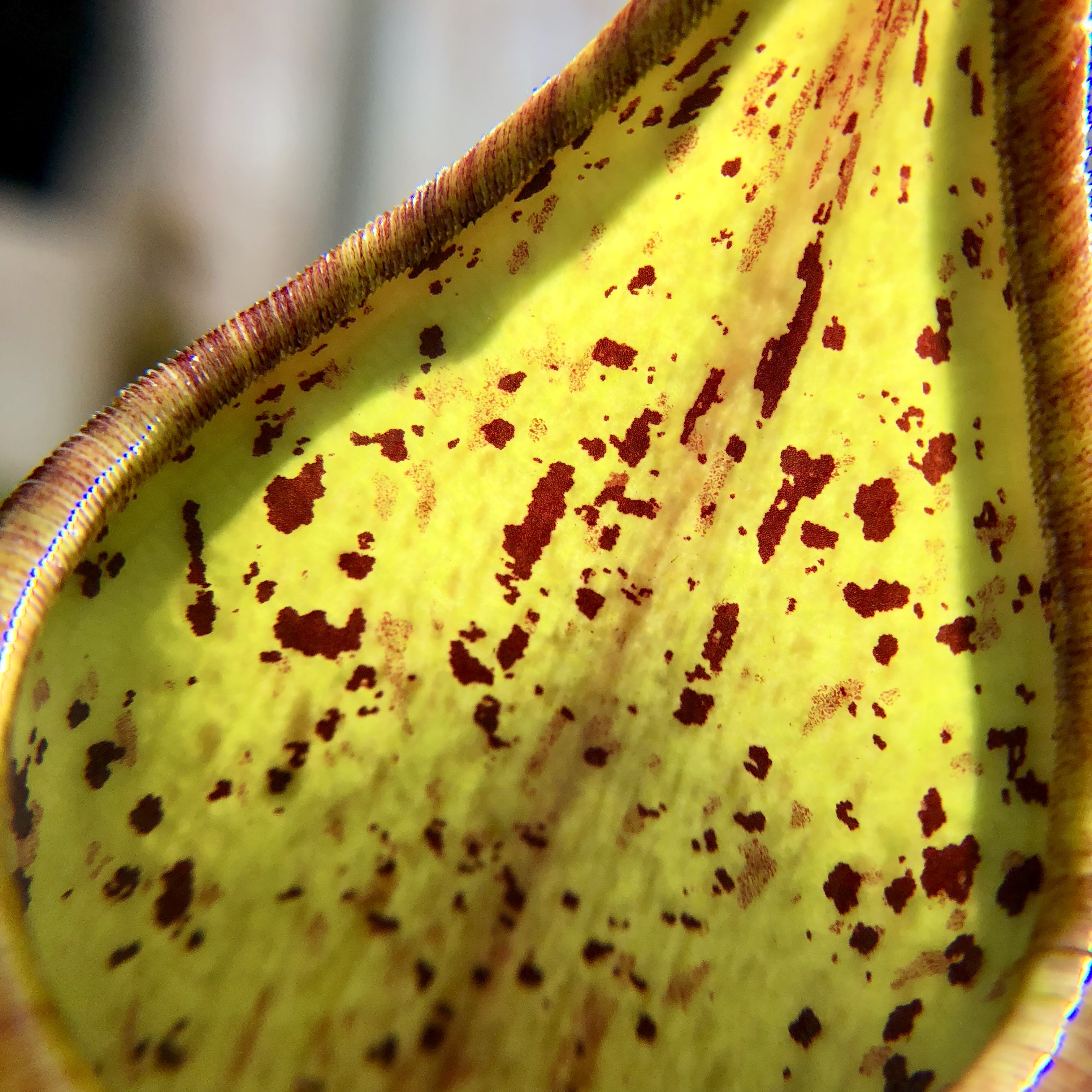 Color detail on a pitcher plant.