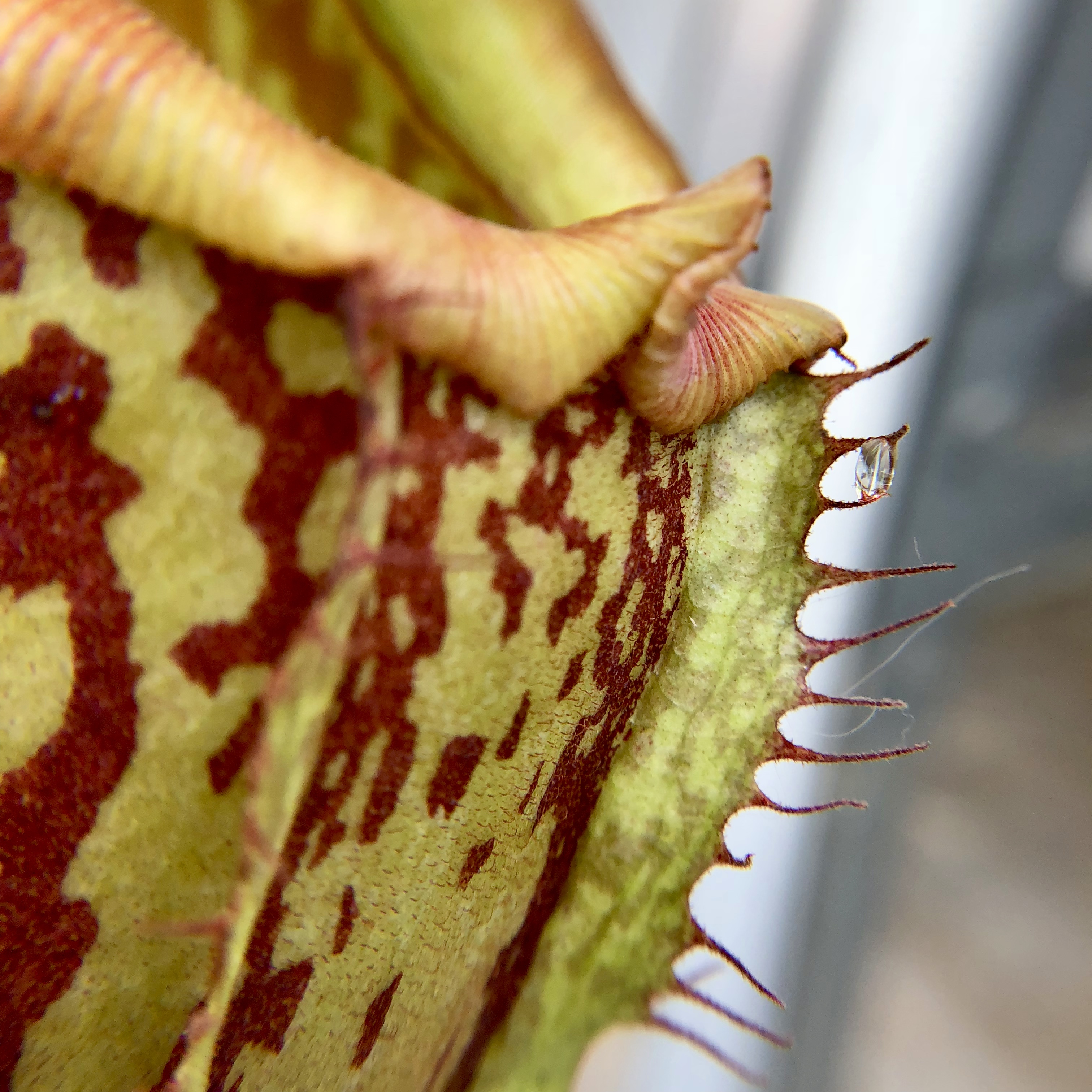 Water droplet held in the spines of a pitcher plant.