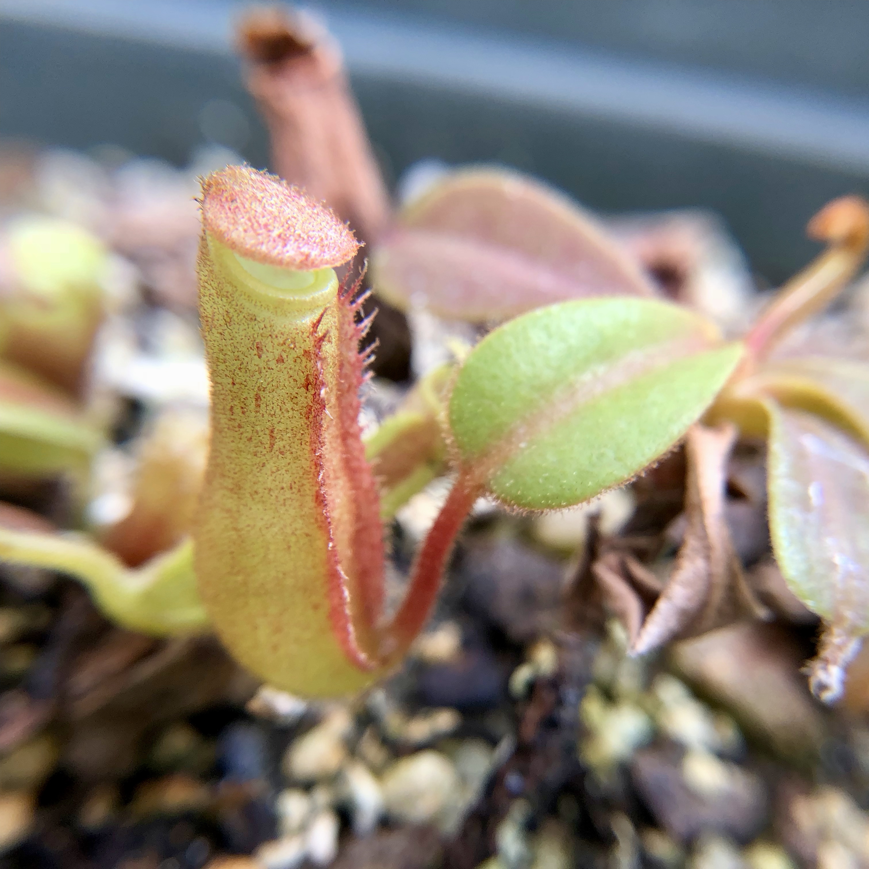 The itsiest bitsiest little pitcher you've ever seen.