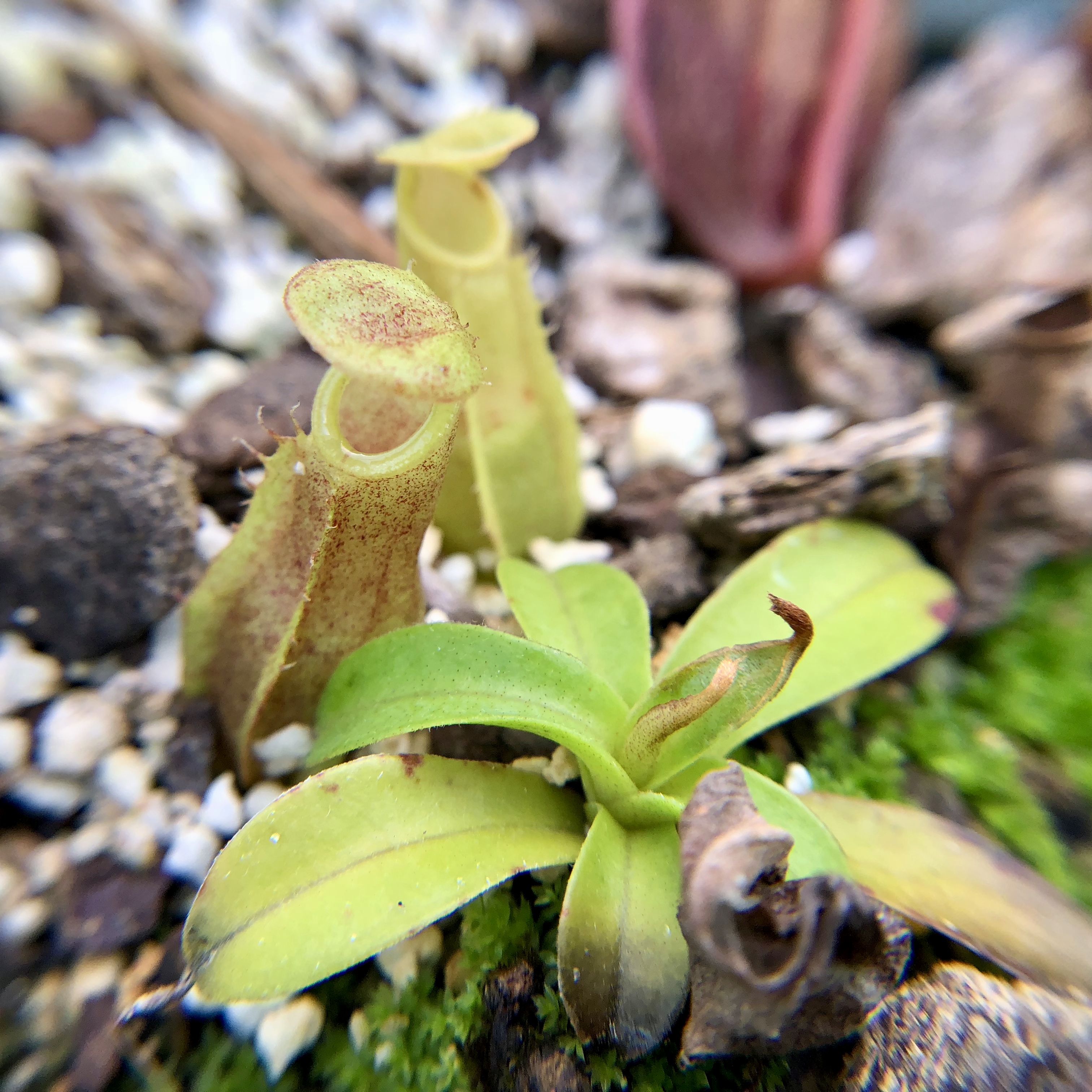 Baby pitchers having a laugh.