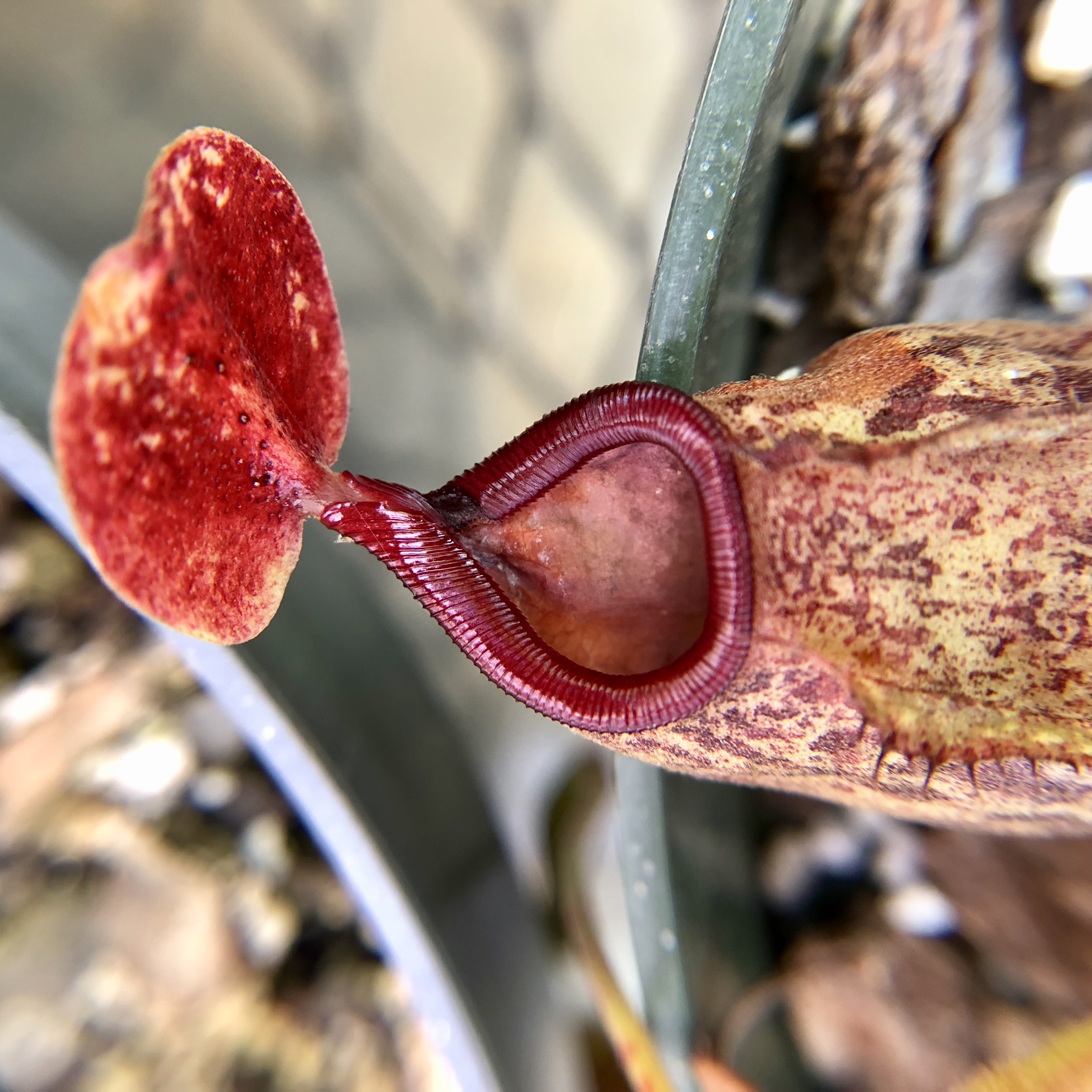 Scarlet red mouth of a pitcher plant.