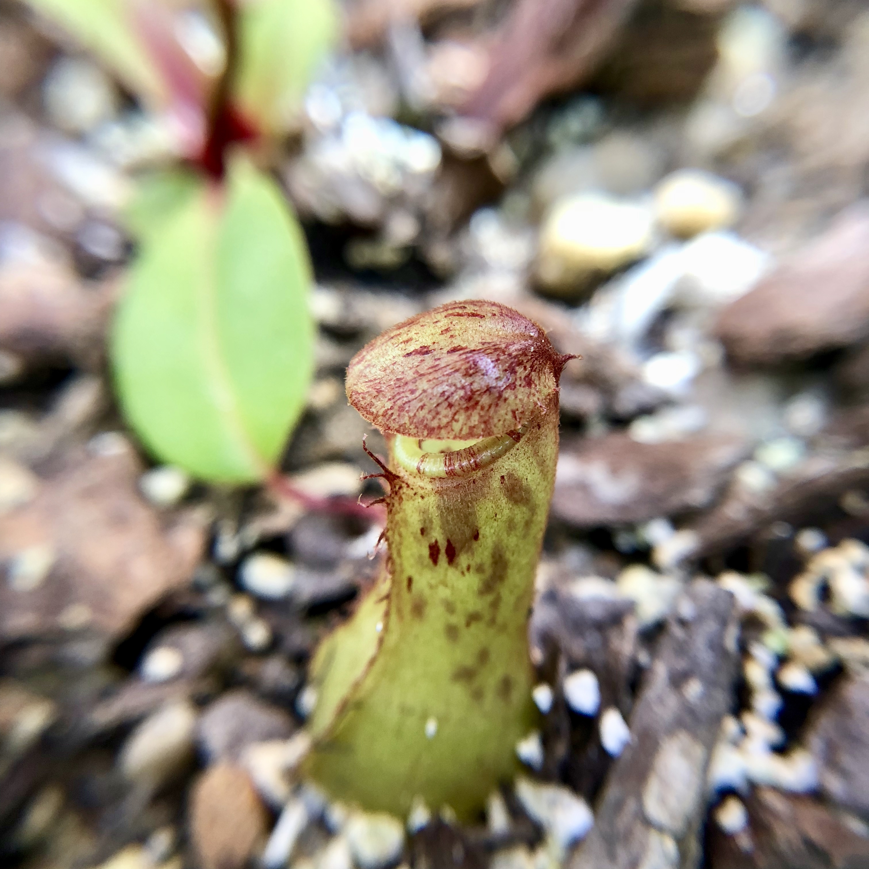A young pitcher plant.