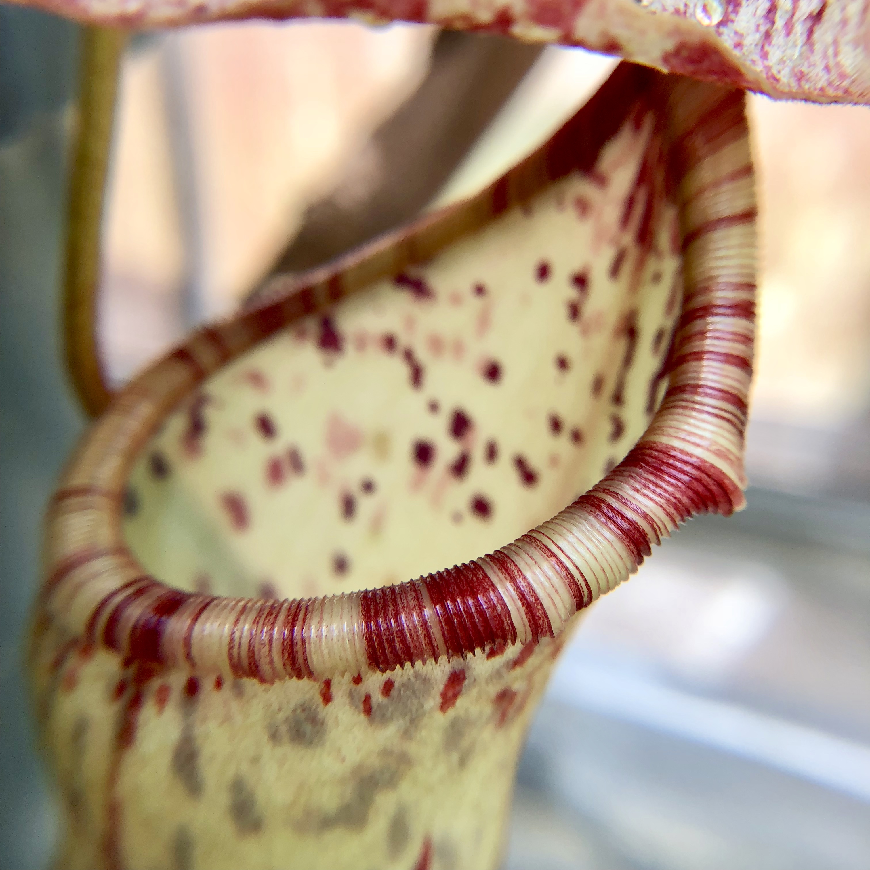 Color detail on the rim of a pitcher plant.
