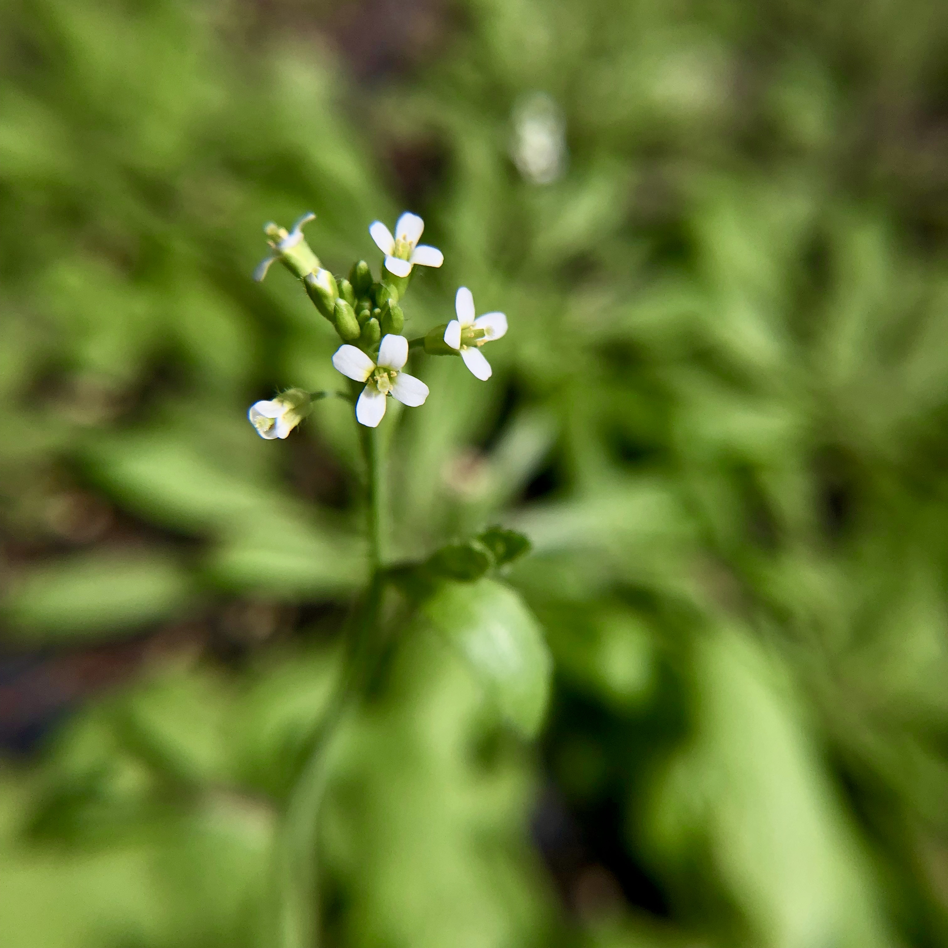 Dainty Arabidopsis is a close cousin to our Boechera.