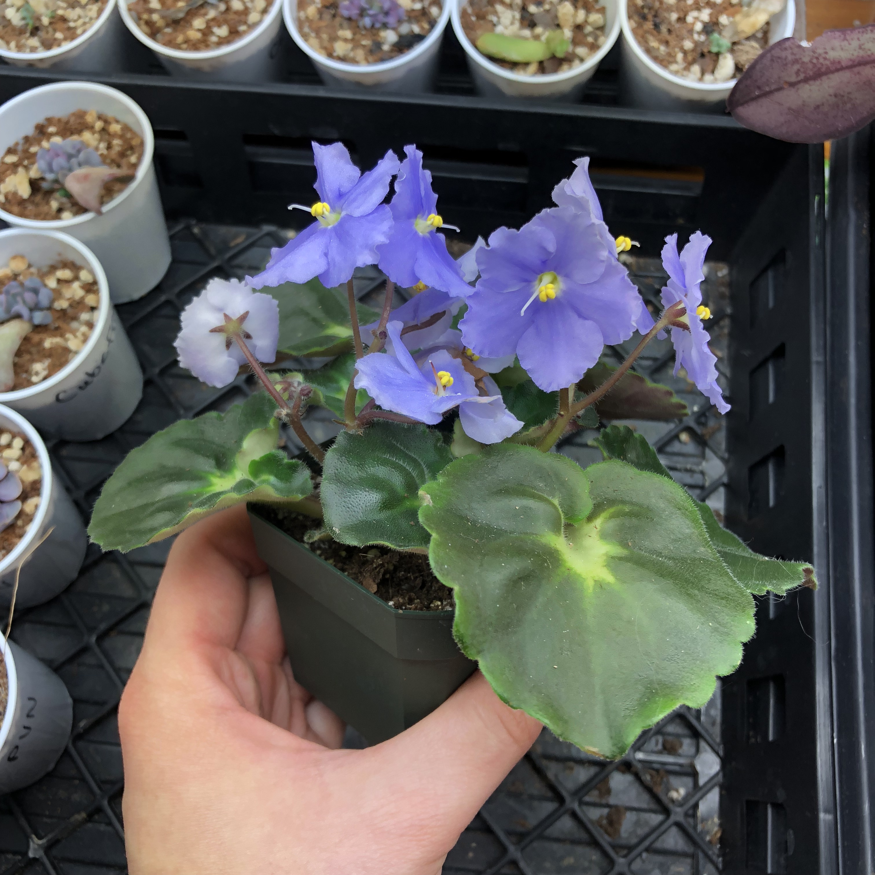 The seed parent of my first AV cross, "Pastel Princess."