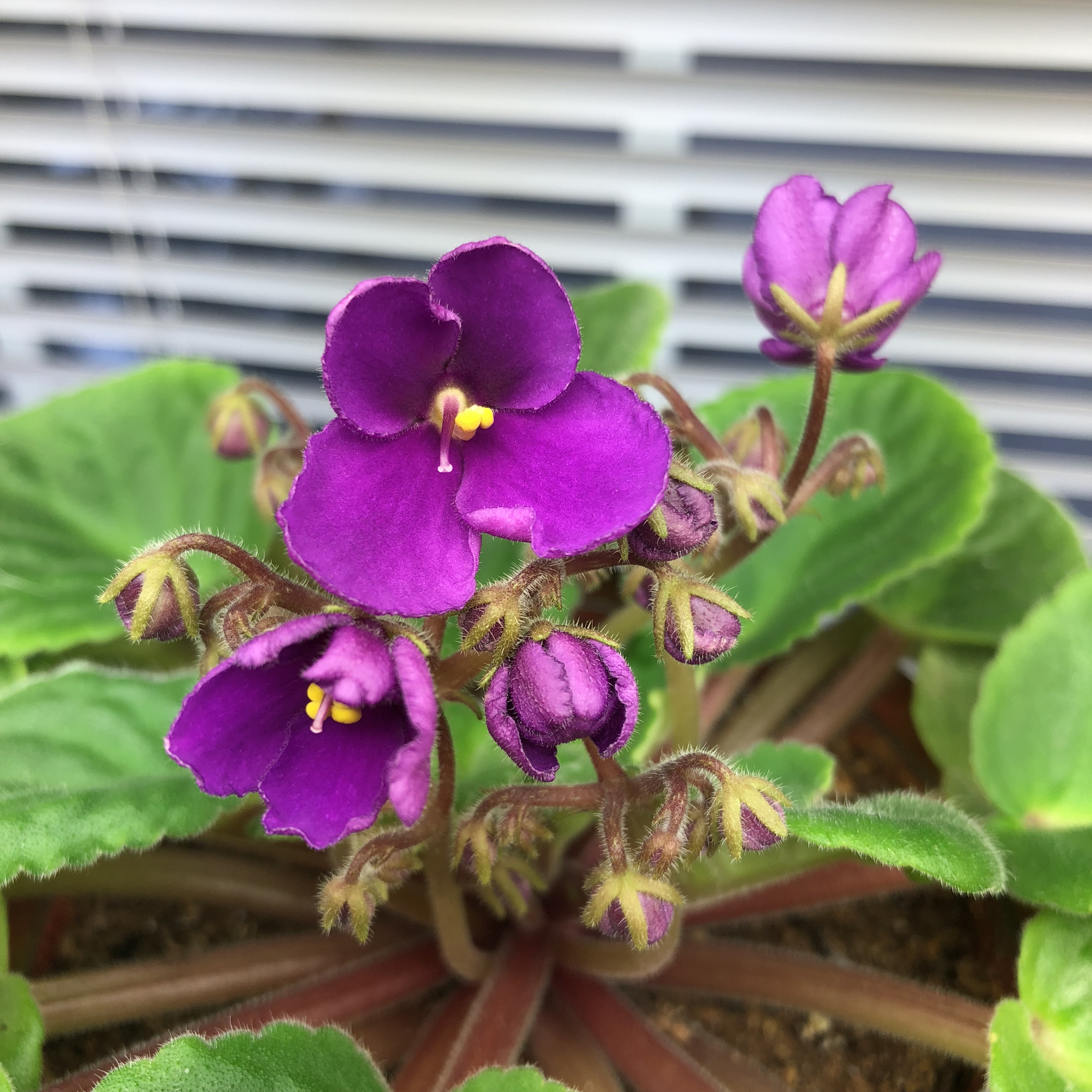 The pollen parent of my first AV seed pod, "Rhapsodie Michelle."