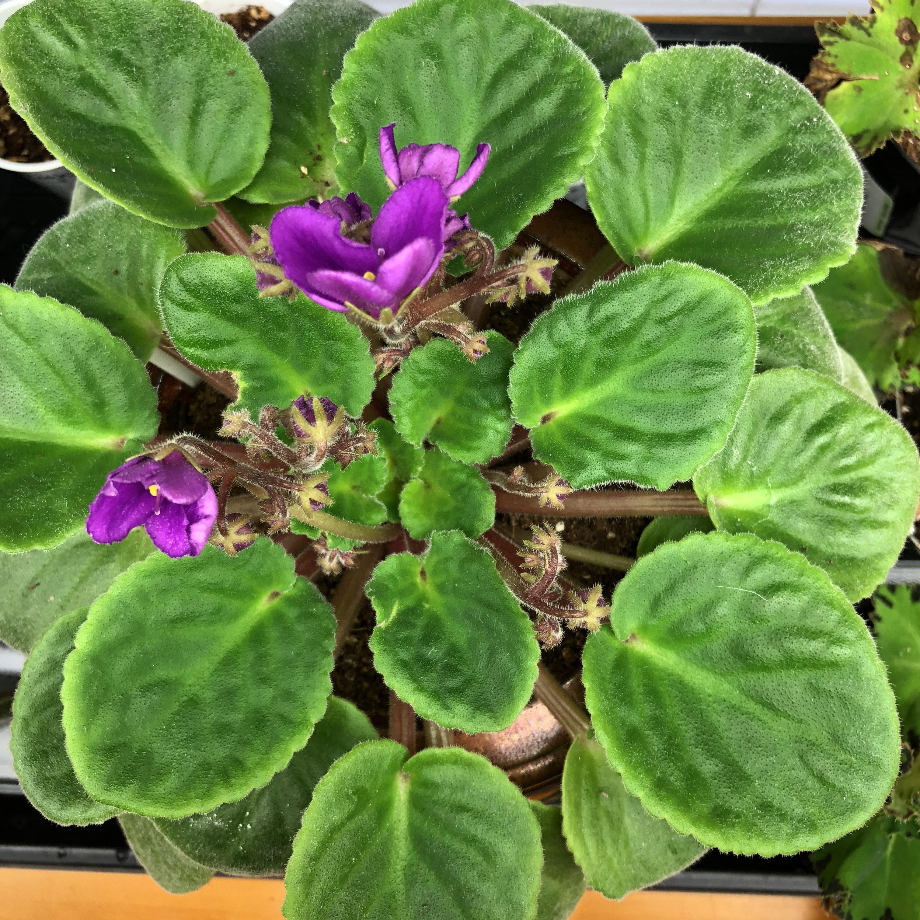 The pollen parent of my first AV seed pod, "Rhapsodie Michelle."