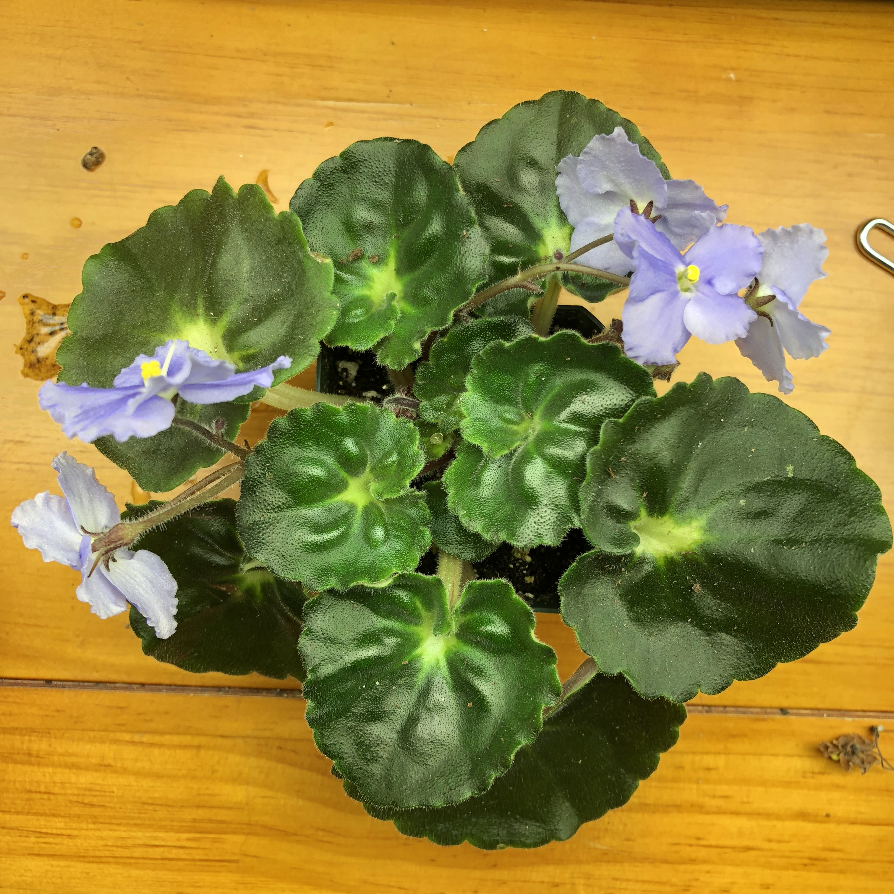 The seed parent of my first AV cross, "Pastel Princess."