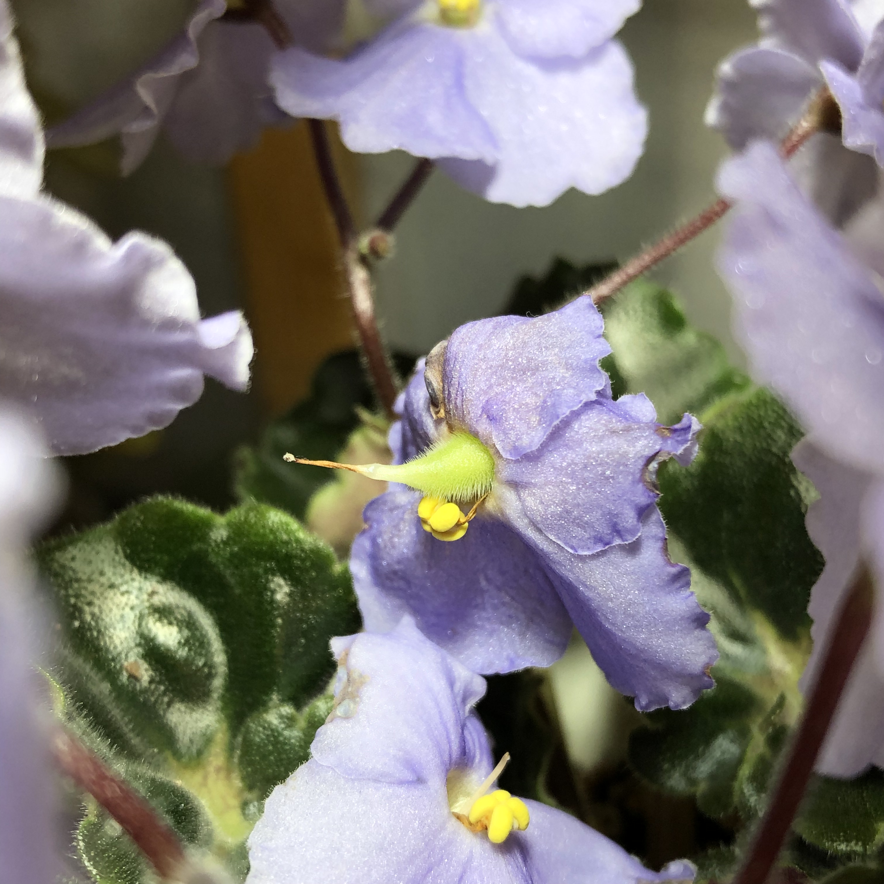 'Rhapsodie Michelle' x 'Pastel Princess'