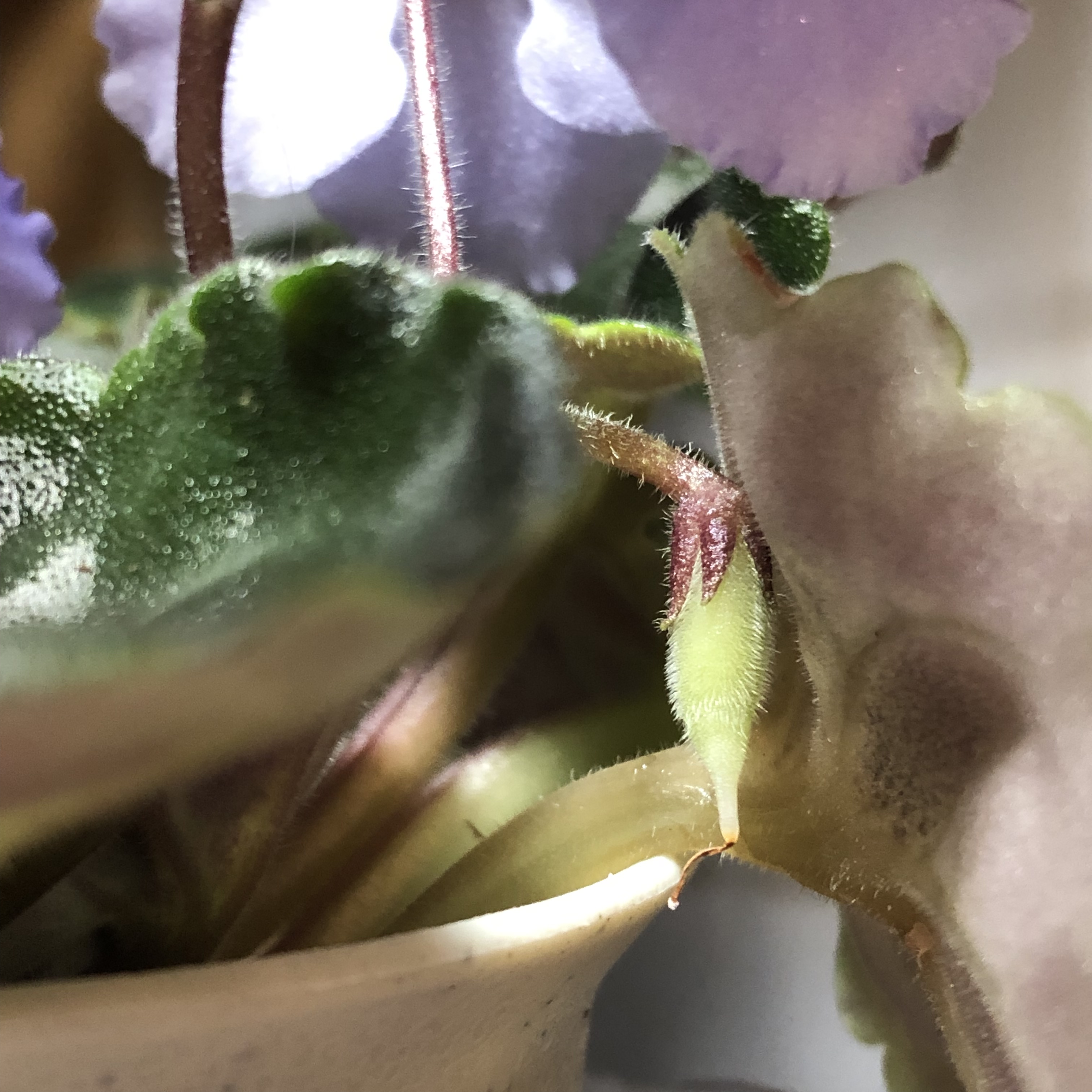 'Rhapsodie Michelle' x 'Pastel Princess'