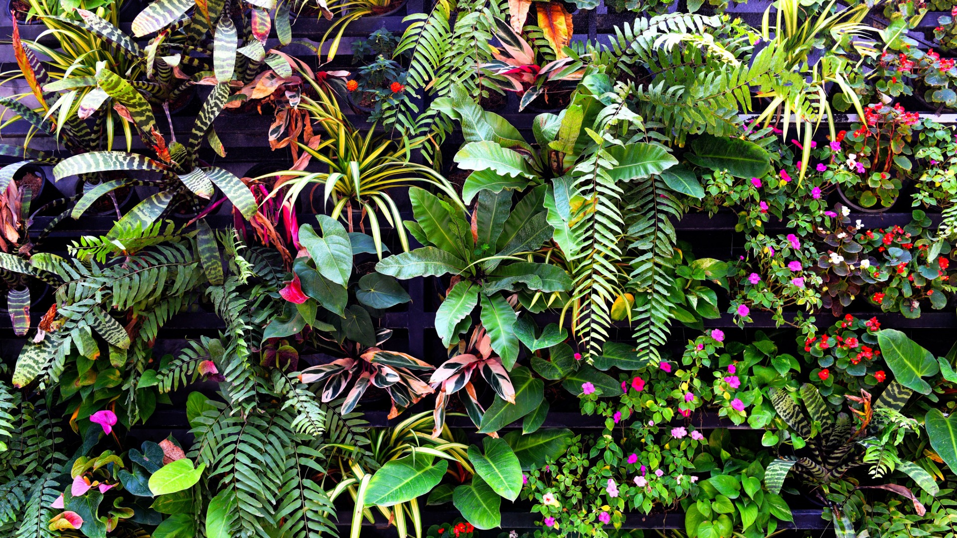 Plant Genera