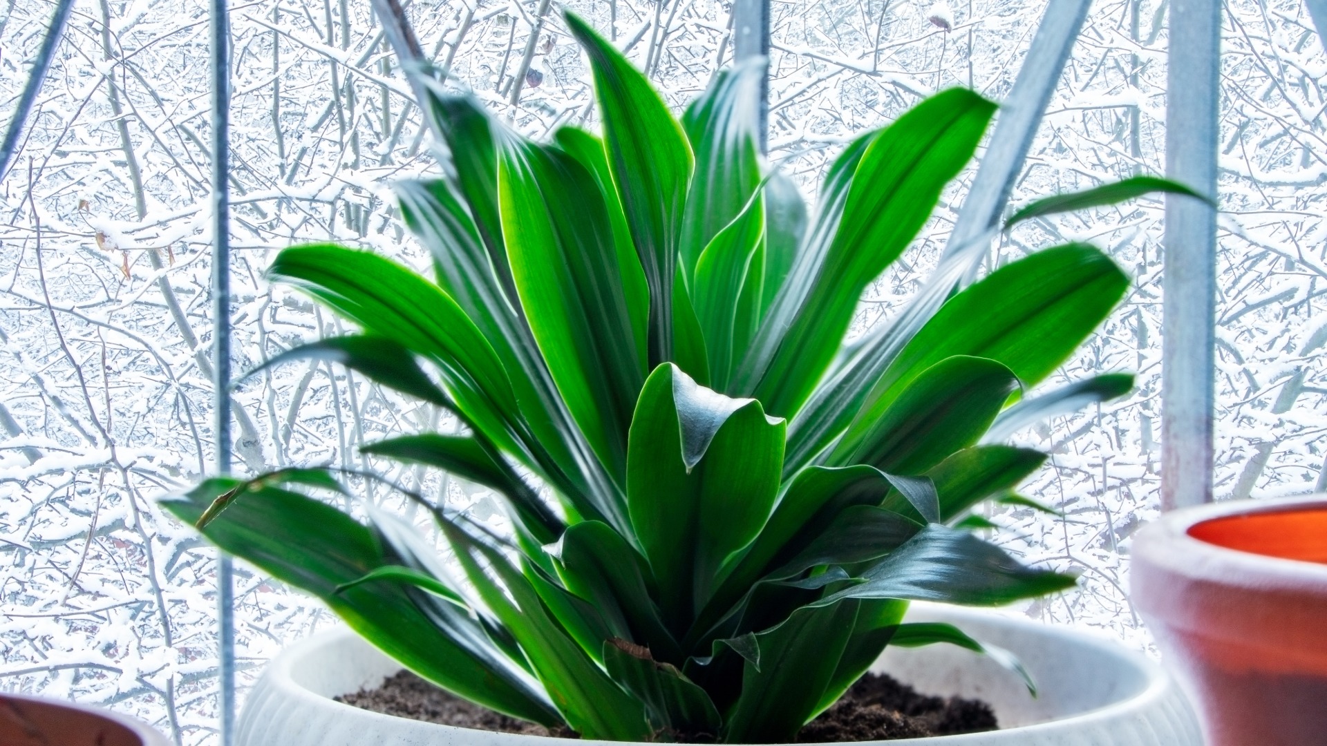Aspidistra
