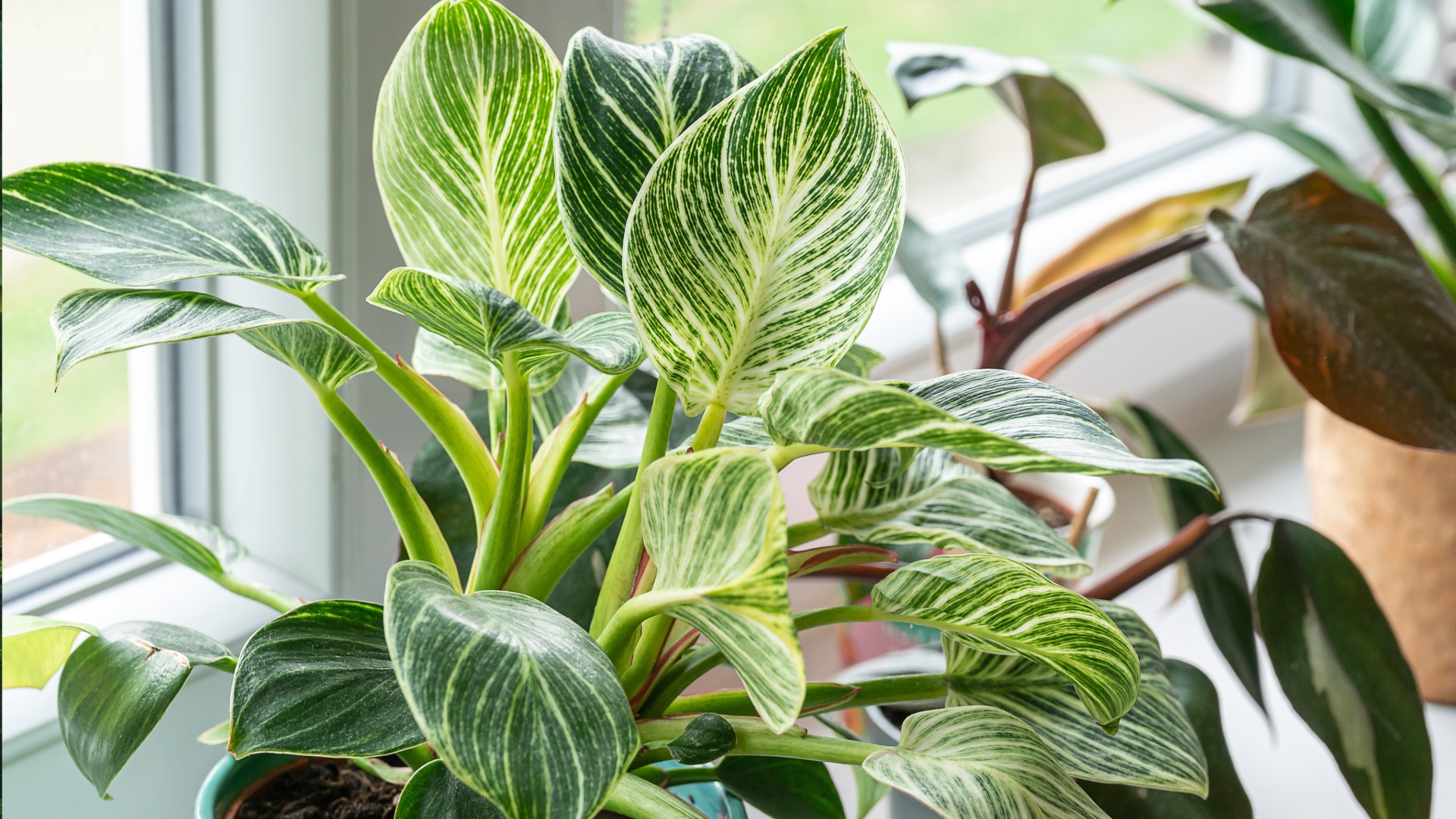 Philodendron