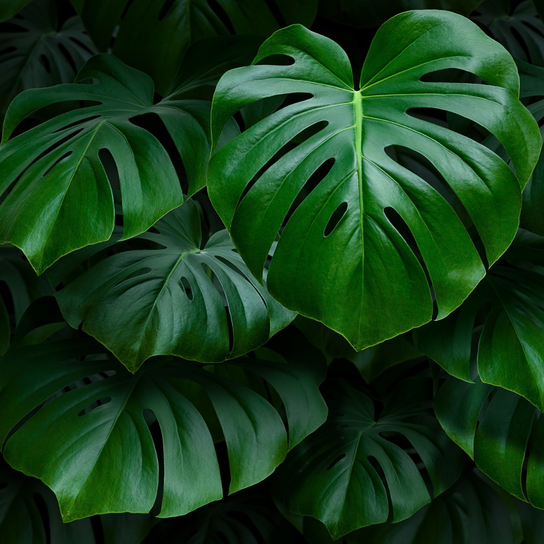 Plant Genera